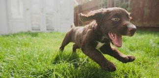 Những chú chó con được sinh ra đã sẵn sàng hòa nhập với con người