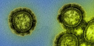 Hai chủng virus cúm ở người có thể đã tuyệt chủng