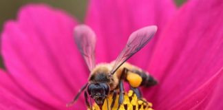 Từ ong mật đến thú có túi ăn mật hoa: 20 sự thật về quá trình thụ phấn