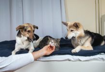 20 sự thật về loài chó sẽ khiến bạn kinh ngạc hơn về người bạn nhỏ này