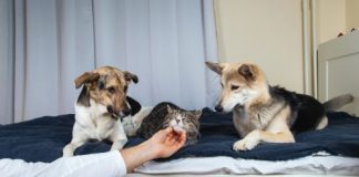 20 sự thật về loài chó sẽ khiến bạn kinh ngạc hơn về người bạn nhỏ này