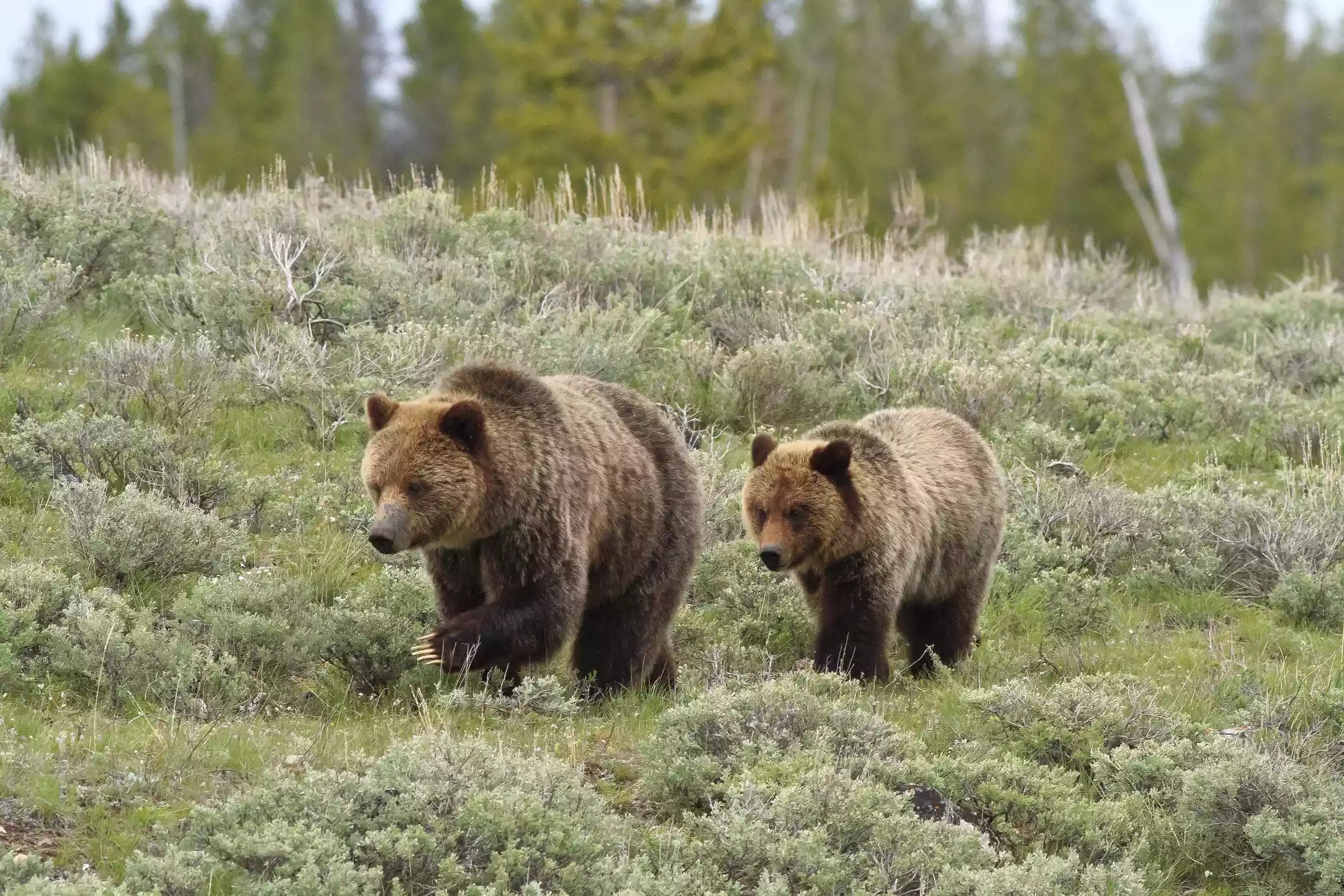 Gấu xám được bảo vệ ở Yellowstone theo Đạo luật về các loài nguy cấp. Bryant Aardema -bryants hình ảnh động vật hoang dã / Getty Images