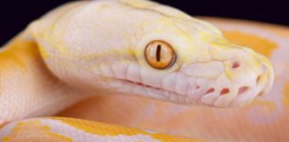 Làm gì khi thấy trăn, rắn trong bồn cầu vệ sinh ở nhà?!