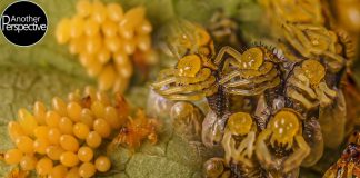 Xem một video timelapse tuyệt vời về quá trình nở ra bọ rùa