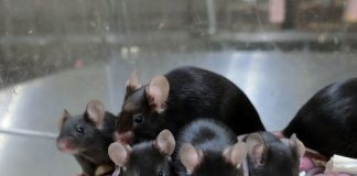 Sau sáu năm ở trong không gian, tinh trùng của chuột được đông lạnh đã tạo ra đàn con khỏe mạnh