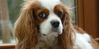 Theo nghiên cứu mới, chó có thể nhận ra người không đáng tin