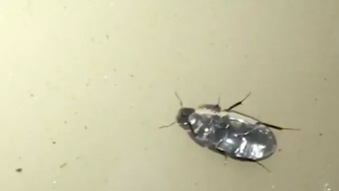 Con bọ này tình cờ được phát hiện trong một chuyến đi thực địa vào ban đêm. (ảnh: John Gould)