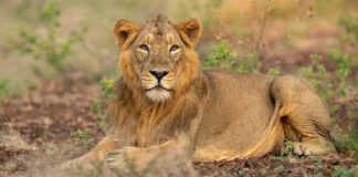 Những sự thật thú vị bạn chưa biết về sư tử