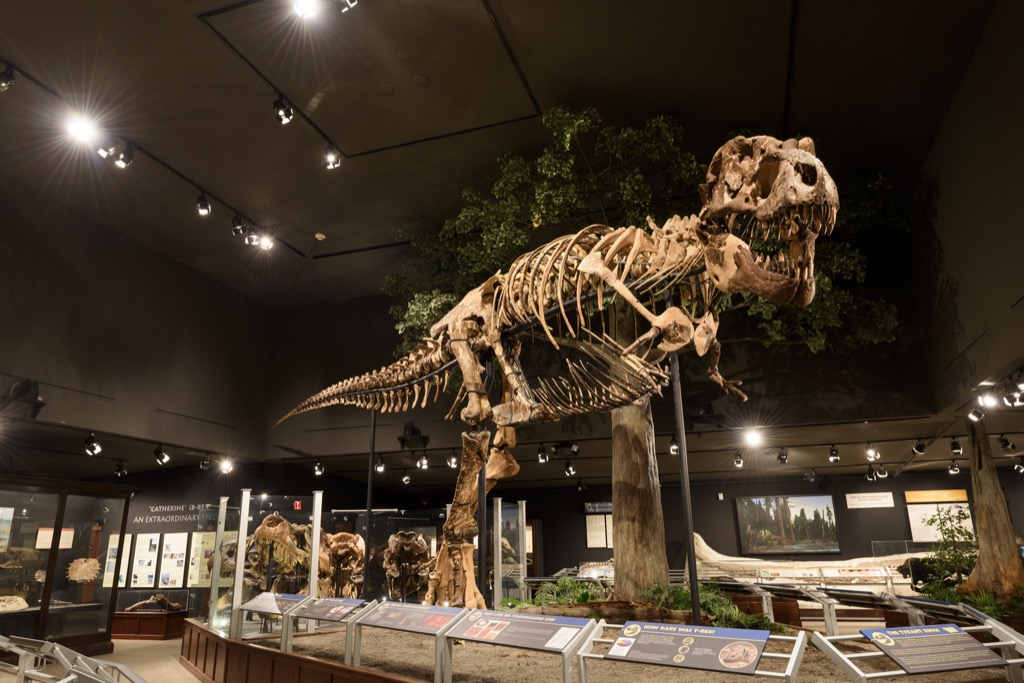 bộ xương khủng long tyrannosaurus rex