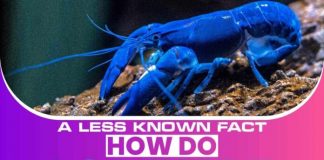 Một sự thật ít được biết đến: Tôm hùm giao tiếp như thế nào?