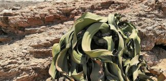 Welwitschia – loài thực vật ‘không thể chết’ tiết lộ bí mật di truyền của nó