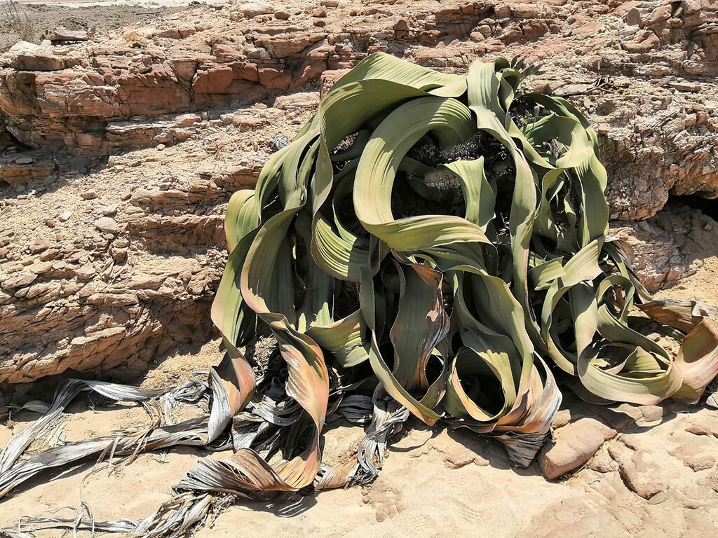 Welwitschia, một loại cây hai lá mầm mọc ở các vùng của sa mạc Namib ở miền nam châu Phi, có thể sống hơn 1.000 năm.Tín dụng...Tao Wen