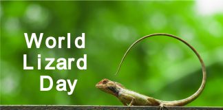 Từ thay đổi màu sắc đến tách đuôi, một vài sự thật thú vị về thằn lằn