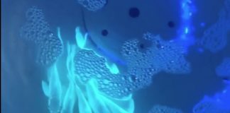 Ngắm cá phát sáng tuyệt đẹp siêu thực trong chậu nước