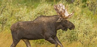 Năm sự thật thú vị về nai sừng tấm