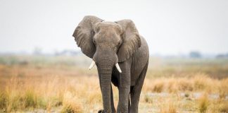 Ngày voi thế giới năm 2021: một số sự thật thú vị về loài voi sẽ khiến bạn mê mẩn