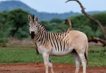 Ngày 12 tháng 8 trong lịch sử có gì nổi bật?!