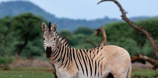 Ngày 12 tháng 8 trong lịch sử có gì nổi bật?!