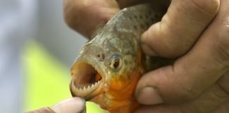 10 sự thật đáng ngạc nhiên về cá Piranha