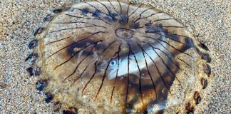 Sứa trong mờ, với con cá bị mắc kẹt bên trong nó, dạt vào bãi biển Vương quốc Anh