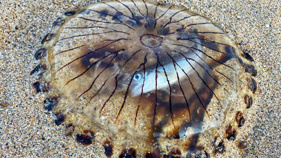 Con cá bị mắc kẹt bên trong sứa la bàn trên một bãi biển gần Padstow ở Cornwall, Vương quốc Anh, vào ngày 4 tháng 8. (Hình ảnh: Ian Watkins / Triangle News)