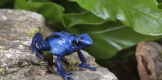 Tại sao màu xanh lam rất hiếm trong tự nhiên?