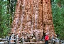 Lính cứu hỏa chạy đua để cứu cây lớn nhất thế giới khi đám cháy rừng hoành hành