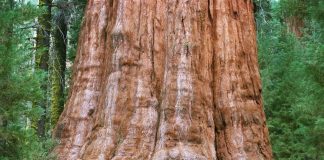 Lính cứu hỏa chạy đua để cứu cây lớn nhất thế giới khi đám cháy rừng hoành hành