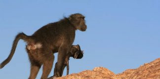 Tại sao động vật linh trưởng mang theo trẻ sơ sinh đã chết?