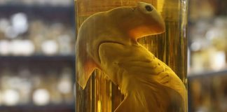 Tại sao cồn được dùng để bảo quản mẫu sinh vật đã chết?!