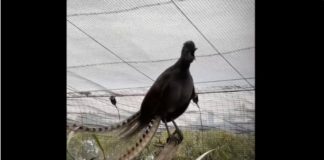 Kỳ lạ: tiếng kêu của loài chim Úc này giống như tiếng trẻ con