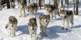 Những con chó sói có vẫy đuôi không?