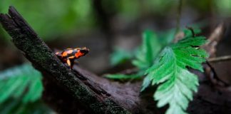 Tại sao động vật độc không chết vì độc tố của chính chúng?