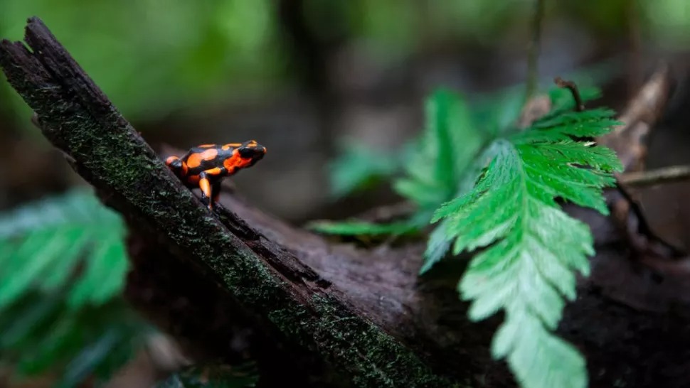 Một con ếch phi tiêu độc harlequin (Oophaga histrionica). Ếch phi tiêu độc là một trong những động vật độc nhất trên thế giới - vì vậy chúng đã phát triển các thủ thuật để tránh tự đầu độc mình. (Ảnh: Ronald Patrick via Getty Images)