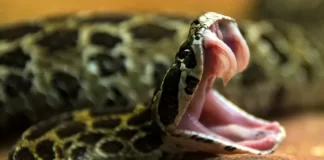 Những chiếc nanh có nọc độc hay nọc độc của rắn, cái nào có trước?