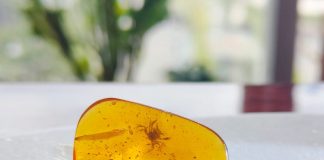 Con cua 100 triệu năm tuổi tuyệt vời được tìm thấy được bảo quản hoàn hảo trong hổ phách