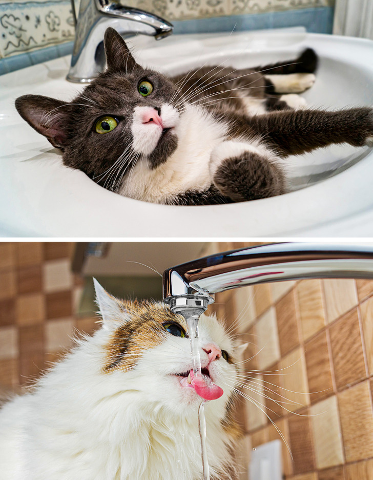 Tại sao mèo lại "mê" bồn rửa.