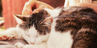 Bạn đã biết câu trả lời cho 8 câu hỏi được tìm kiếm phổ biến nhất trên Google chưa ??