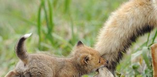 Sức mạnh của những điều dễ thương giúp bạn cảm thấy tốt hơn