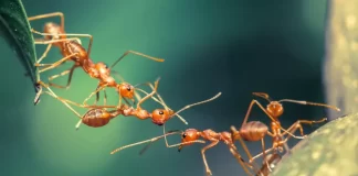 Loài kiến có mùi gì?