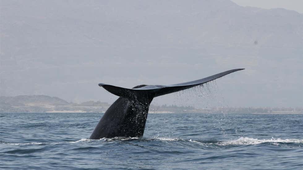 Đuôi cá voi là chìa khóa để xác định các cá thể