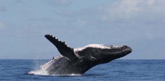 Ngày cá voi 2022: Sáu sự thật đáng kinh ngạc về loài động vật lớn nhất hành tinh