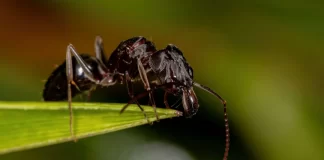 Thật ngạc nhiên! Một số con kiến có mùi như sô-cô-la