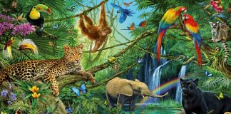 Một số sự thật thú vị về động vật