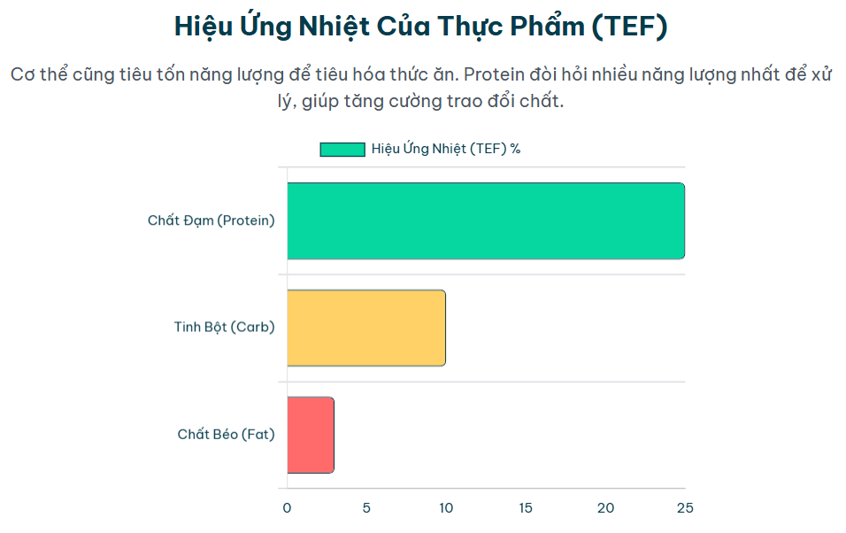 Hiệu ứng nhiệt của thực phẩm (TEF): Chi phí năng lượng để tiêu hóa