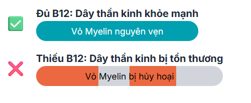 Vai trò bảo vệ dây thần kinh
