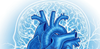 Tim Bạn Có Một “Não Bộ” Riêng Với 40.000 Tế Bào Thần Kinh? Khám Phá Sức Mạnh Kết Nối Tim-Não