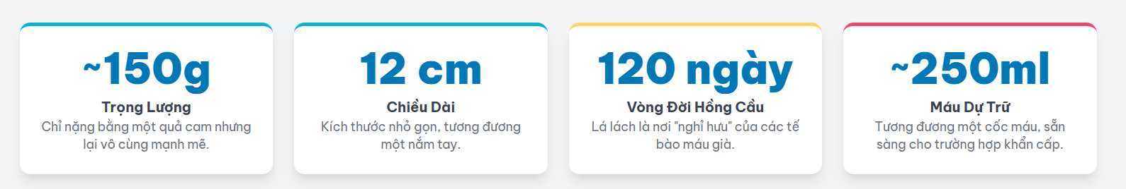 Khám phá "cỗ máy" đa năng bên trong cơ thể bạn, hoạt động 24/7 với những vai trò không thể thay thế.