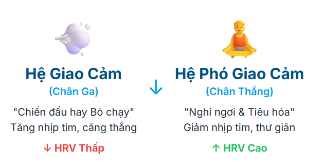 Một hệ thần kinh khỏe mạnh sẽ cân bằng linh hoạt giữa hai trạng thái này, dẫn đến chỉ số HRV cao hơn.
