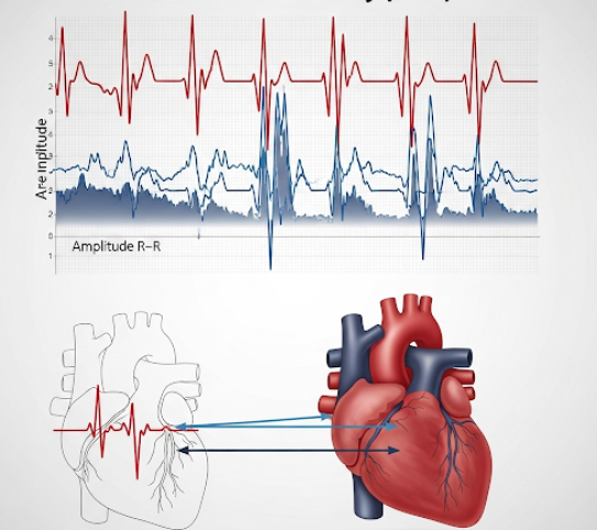 Trái Tim Đập Không Đều Mà Vẫn Bình Thường? Giải Mã Toàn Diện Về Biến Thiên Nhịp Tim (HRV)